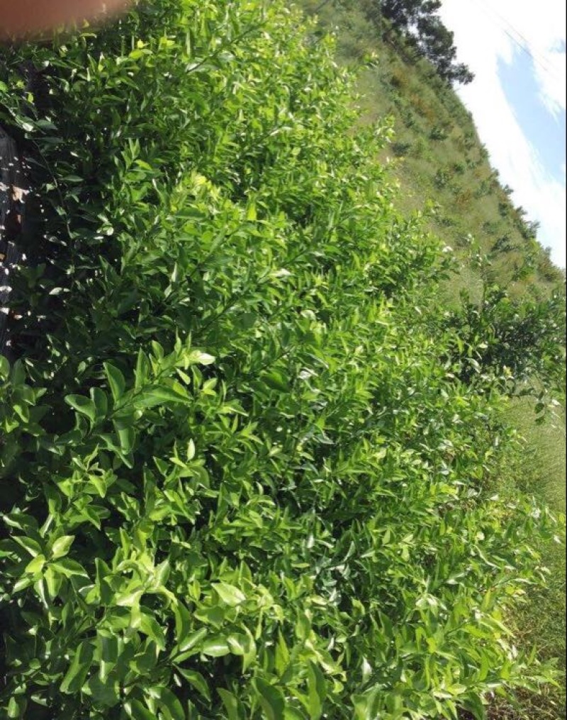 聚果鲜-为各种植户提供各类优质树苗