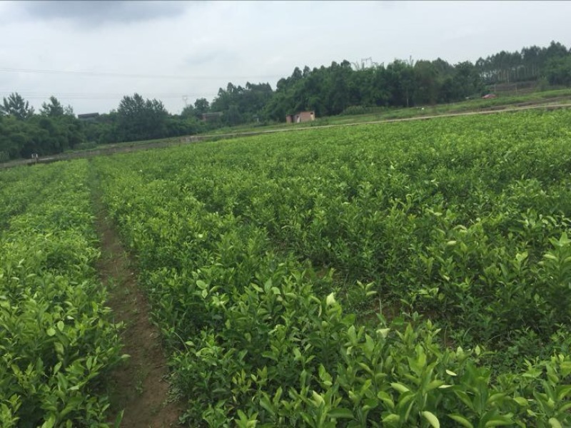 聚果鲜-为各种植户提供各类优质树苗