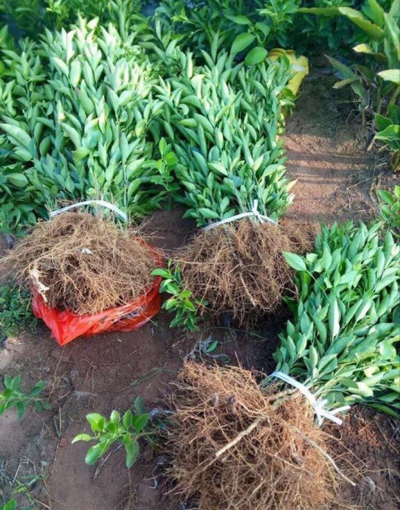 聚果鲜-为各种植户提供各类优质树苗