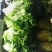 花叶生菜4两~5两