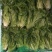 花叶生菜4两~5两