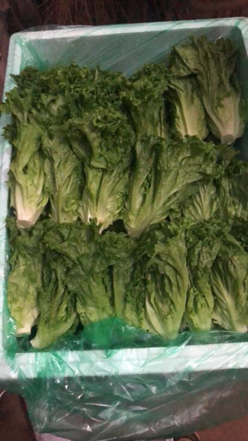 花叶生菜4两~5两