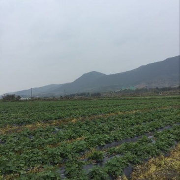 龙须菜嫩