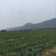龙须菜嫩