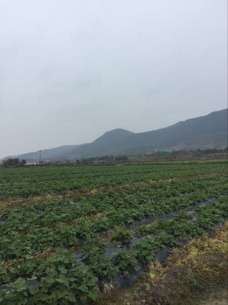 龙须菜嫩