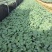 西兰花苗，支持预定各类蔬菜种苗……
