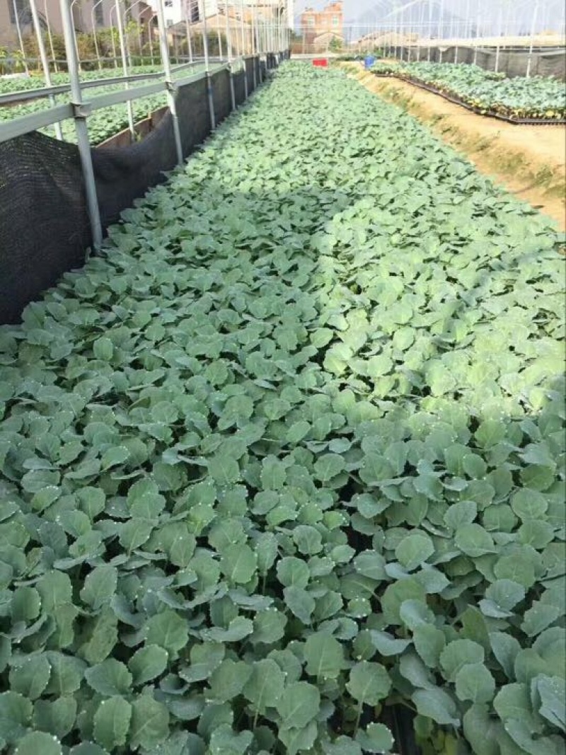 西兰花苗，支持预定各类蔬菜种苗……