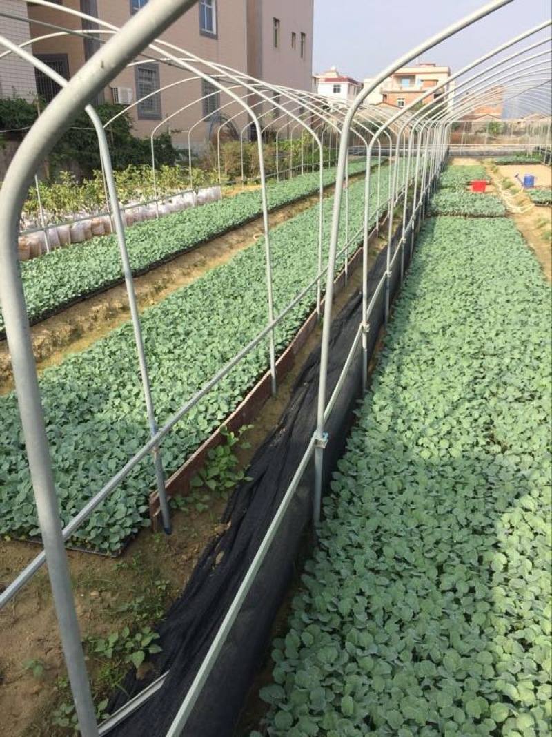 西兰花苗，支持预定各类蔬菜种苗……