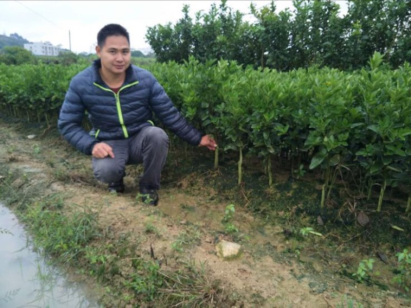 茂谷柑苗根须发达现挖现买量大从优