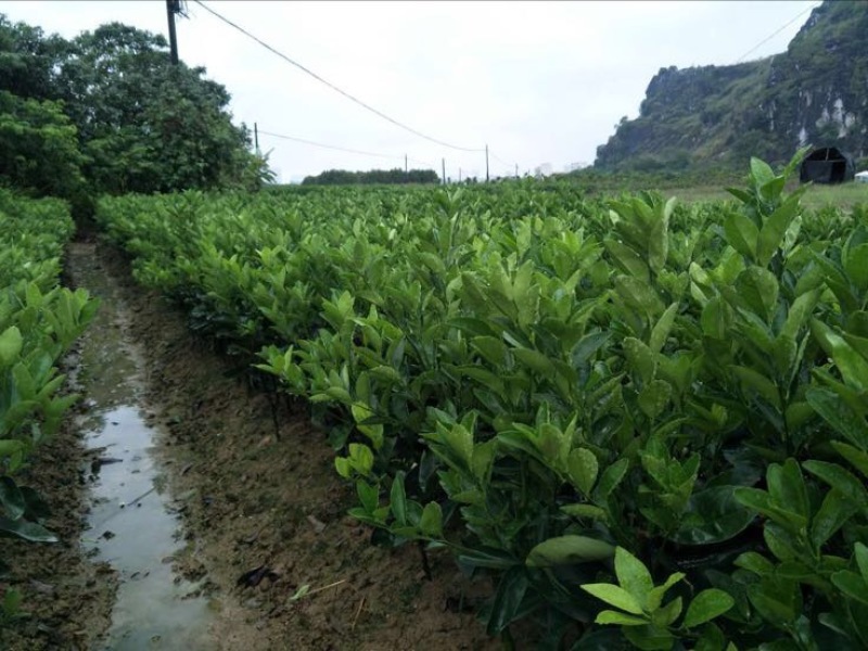 茂谷柑苗根须发达现挖现买量大从优
