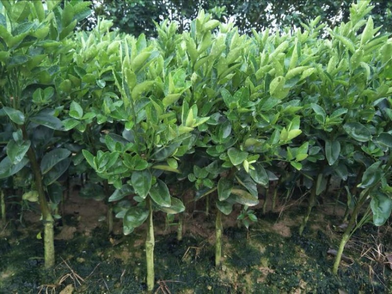 茂谷柑苗根须发达现挖现买量大从优