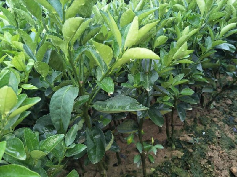 茂谷柑苗根须发达现挖现买量大从优