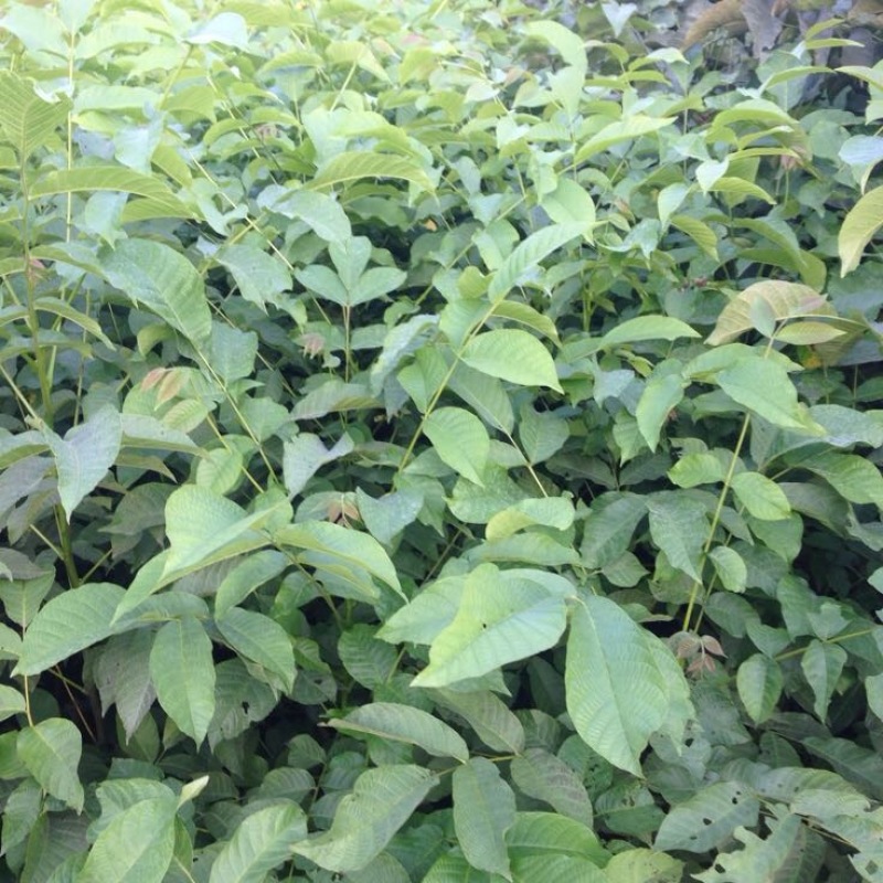 香玲核桃苗100~150cm1~2年