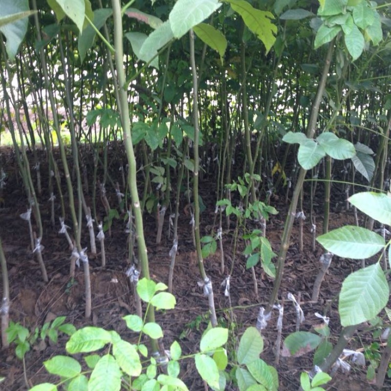 香玲核桃苗100~150cm1~2年