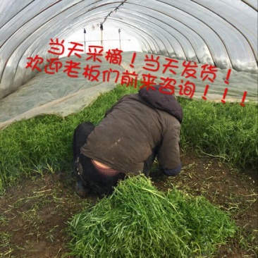 芦篙