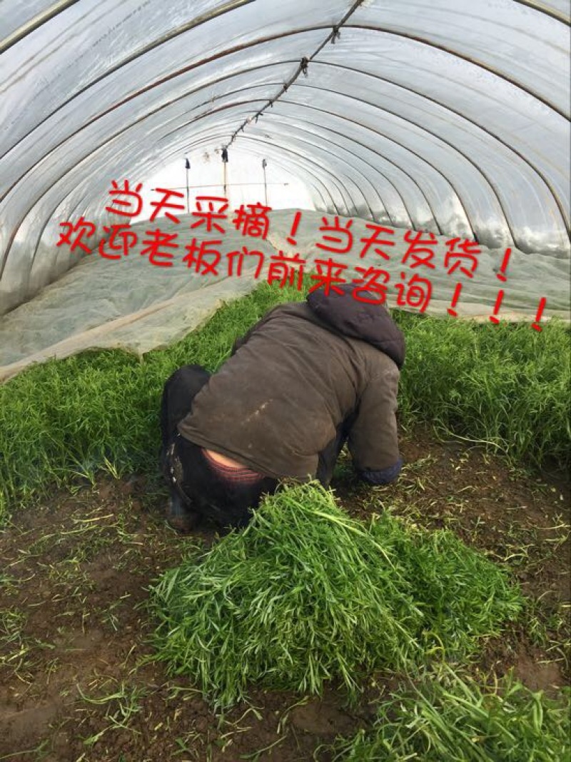 芦篙