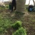 芦篙