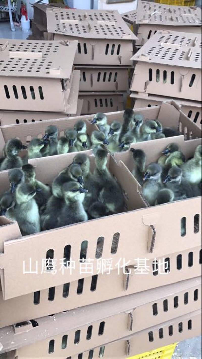 马冈鹅苗60~70g