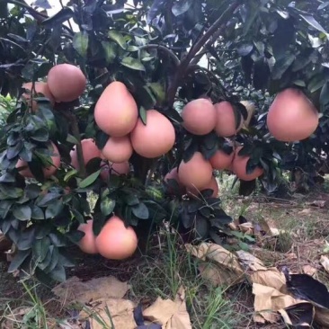 三红蜜柚苗2年苗精品三红蜜柚苗