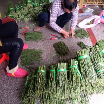 蜜柚枝条，柚子枝条，2019新品种柚子嫁接枝条