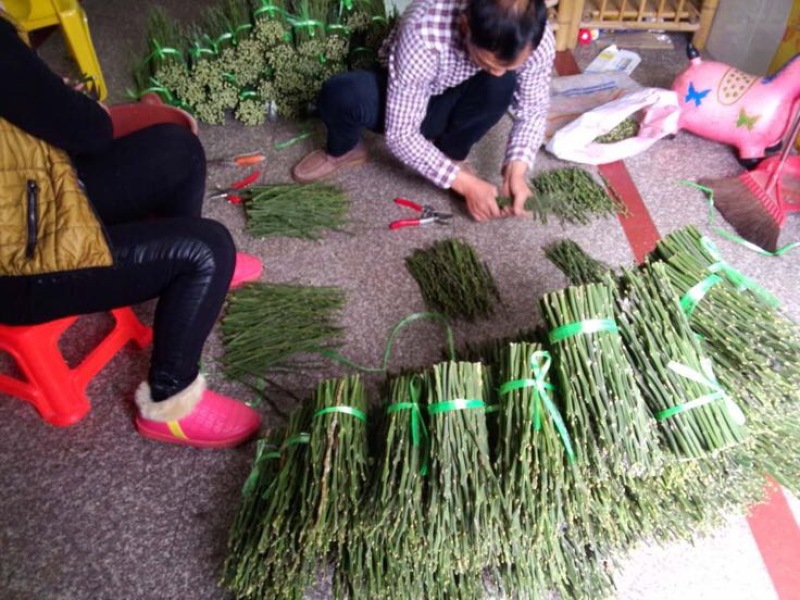 蜜柚枝条，柚子枝条，2019新品种柚子嫁接枝条