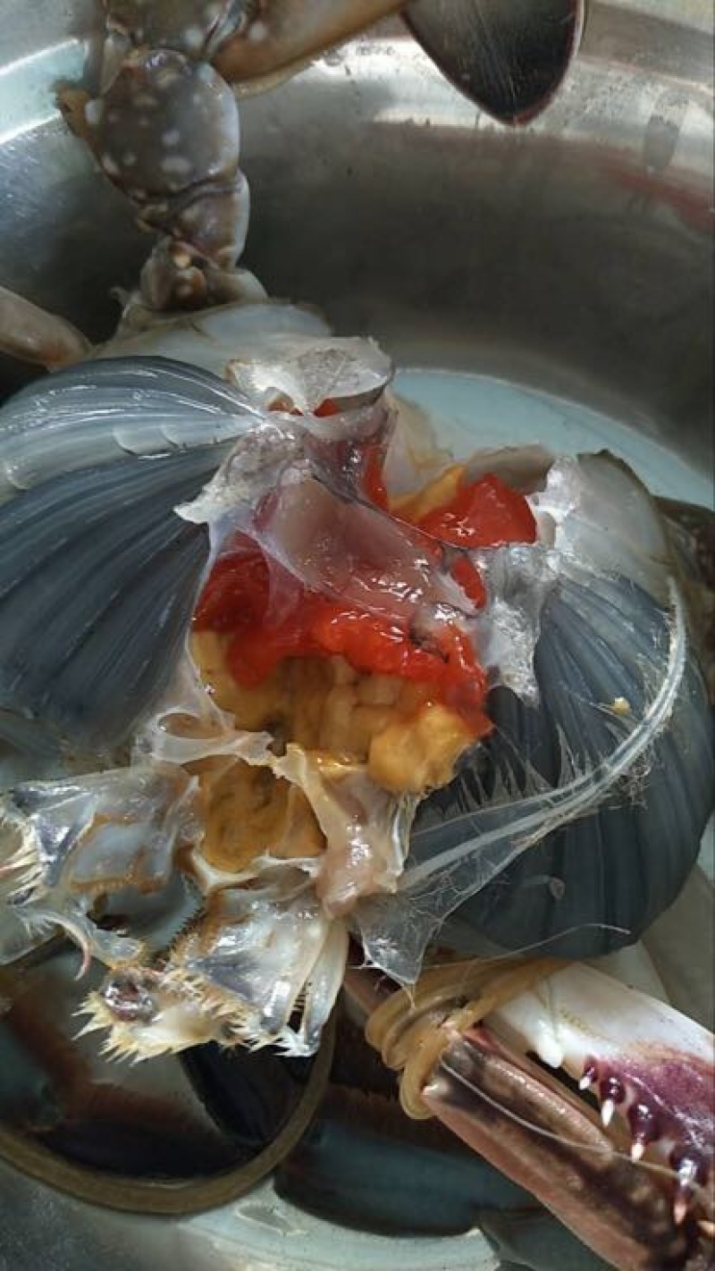 梭子蟹食用冻品