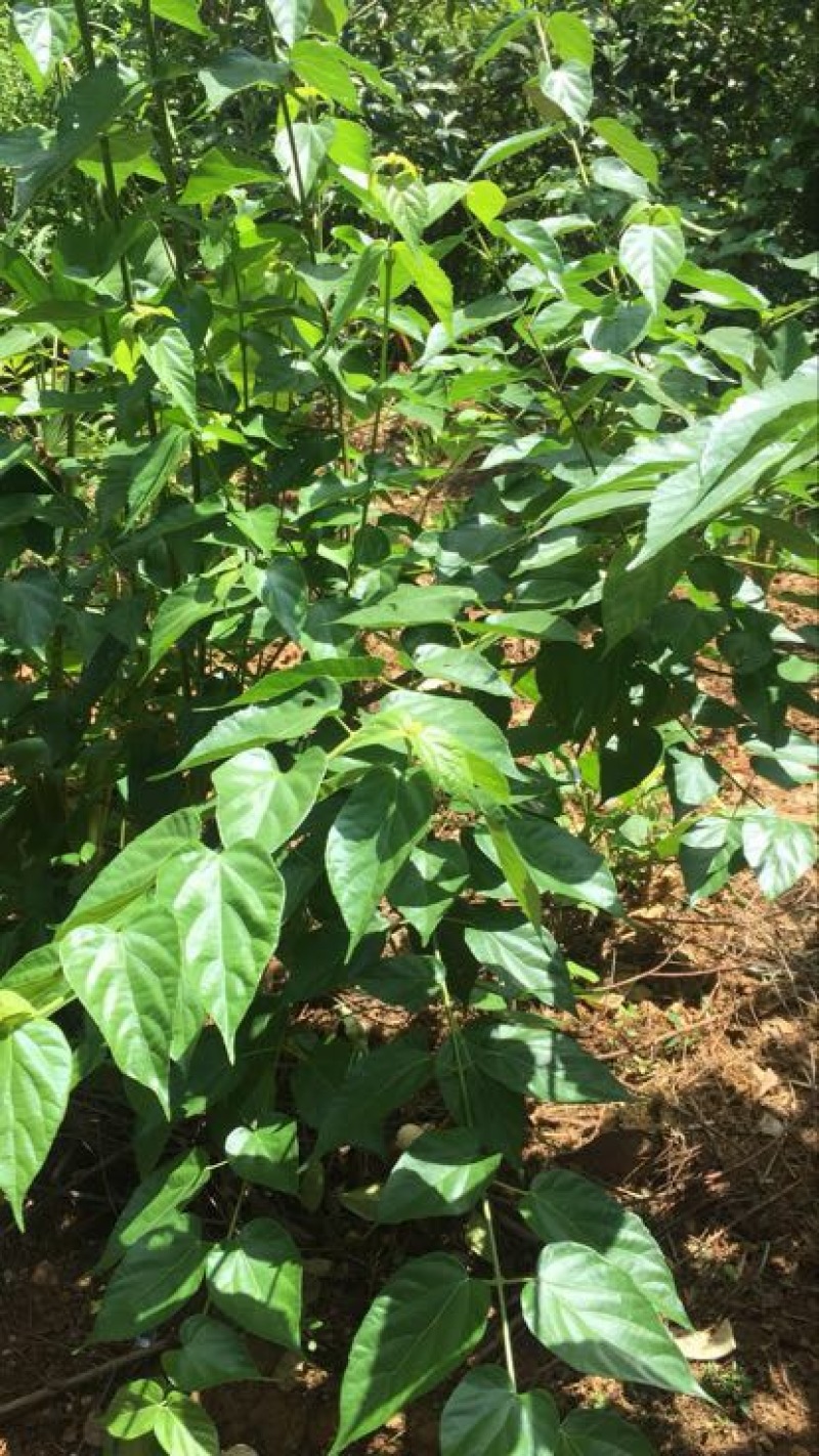 豆腐树苗80~100cm