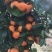 荔浦沙糖桔一级3~4cm