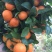 荔浦沙糖桔一级3~4cm