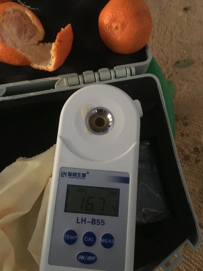 荔浦沙糖桔一级3~4cm