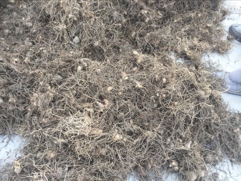 紫花三叉白芨鲜货白及干货统货选货