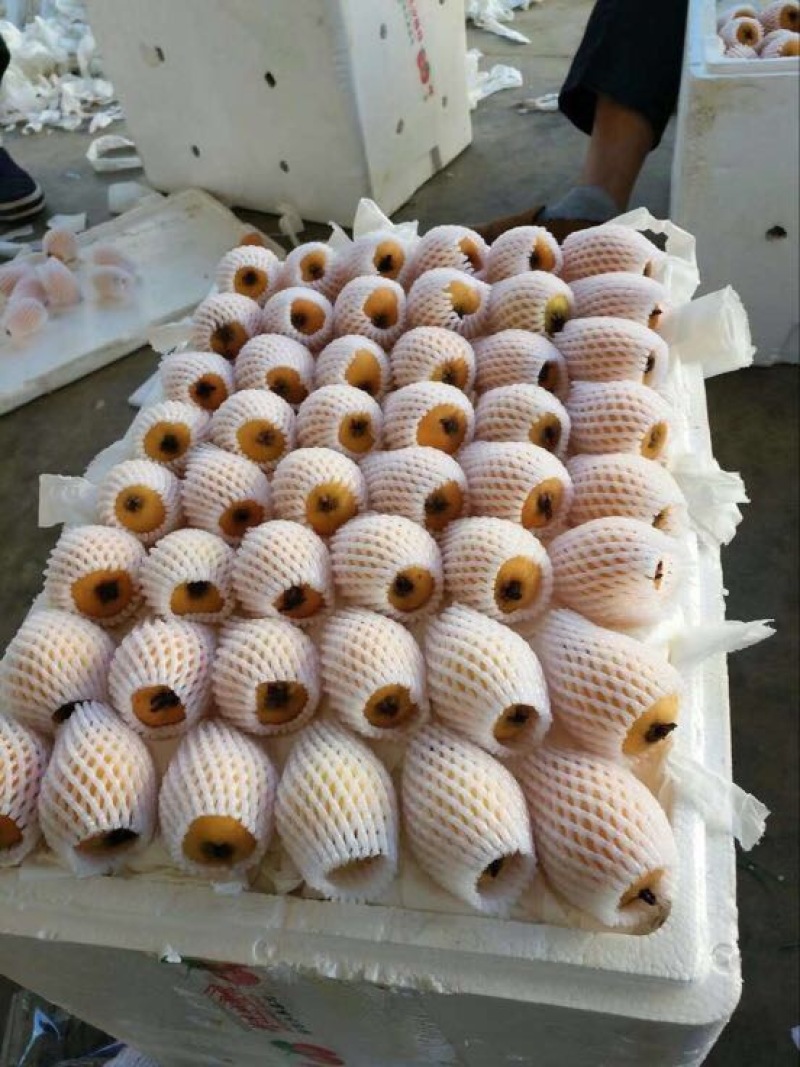 早钟6号枇杷0.8~1两