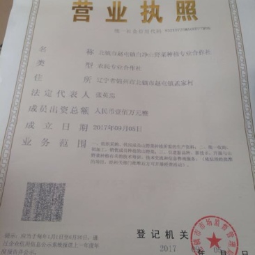 曲麻菜10厘米以下