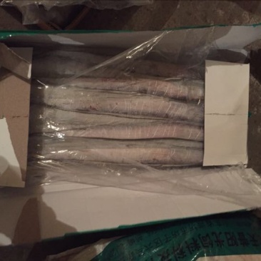 刀鱼食用冻鱼