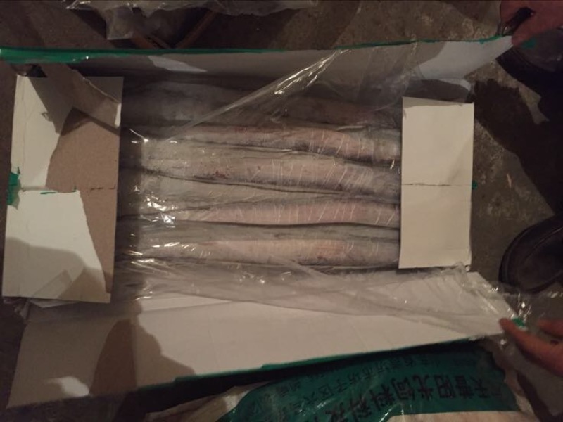 刀鱼食用冻鱼