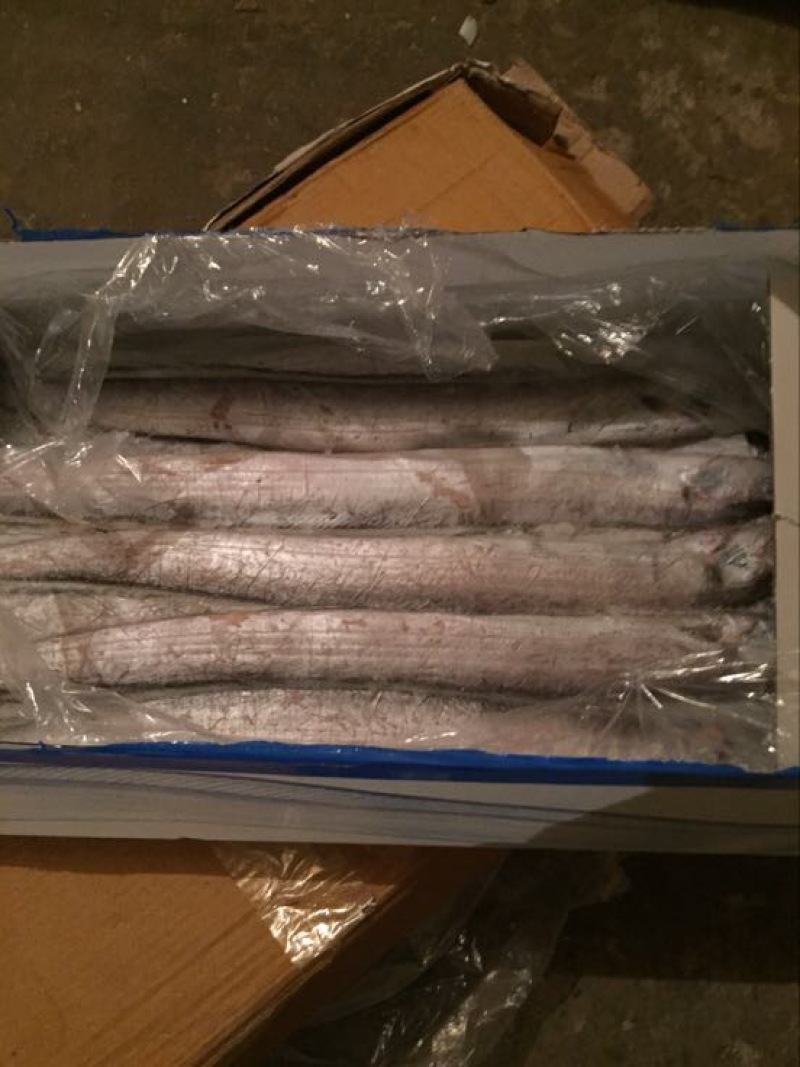 刀鱼食用冻鱼