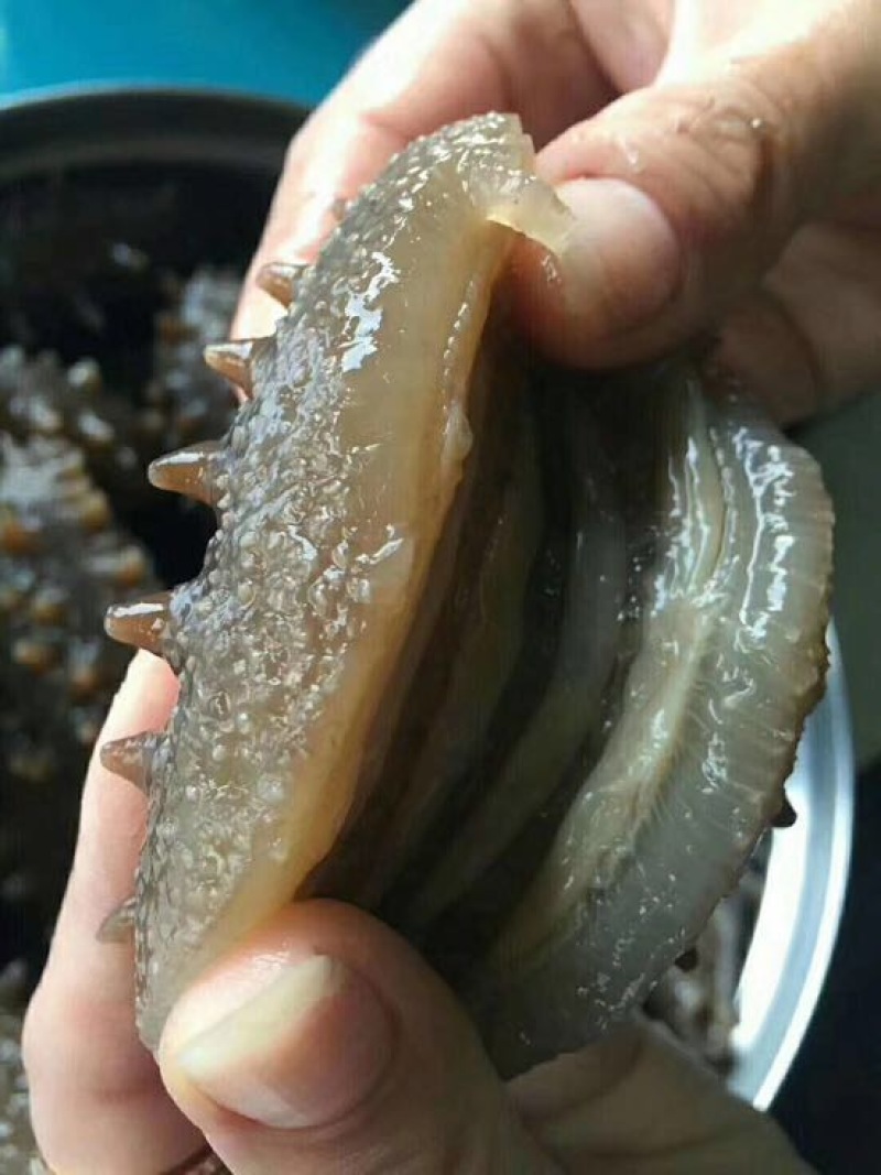 海参食用淡干深海底播海参一件代发