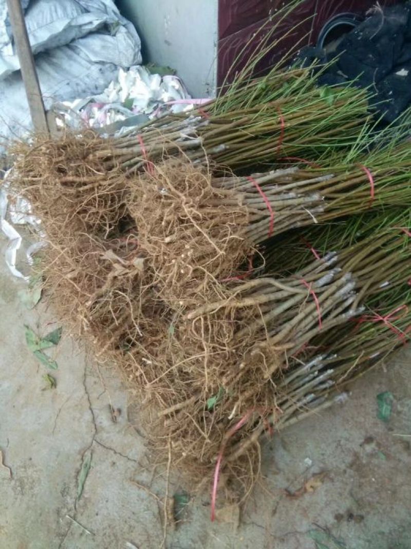 春晓桃树苗60~70cm
