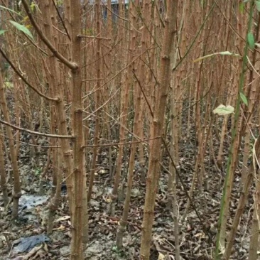 白如玉桃树苗60~70cm