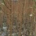 白如玉桃树苗60~70cm