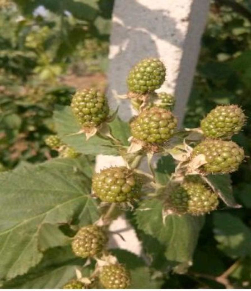 覆盆子苗好种植好管理回收