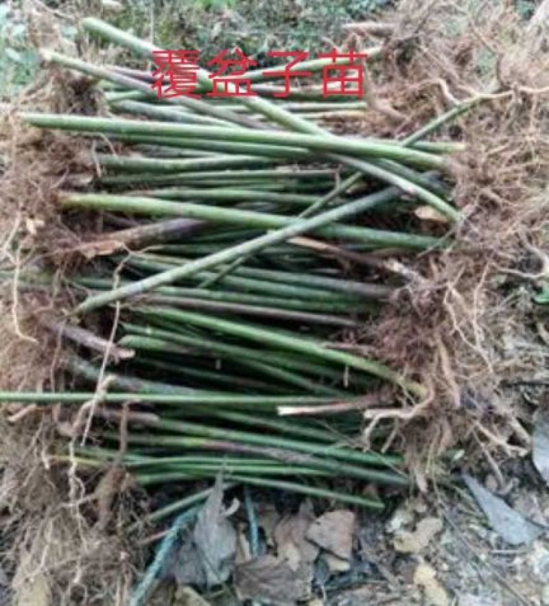覆盆子苗好种植好管理回收