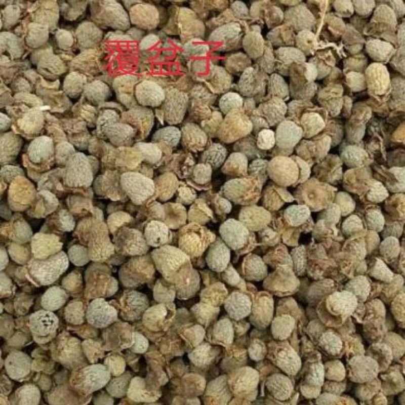覆盆子苗好种植好管理回收