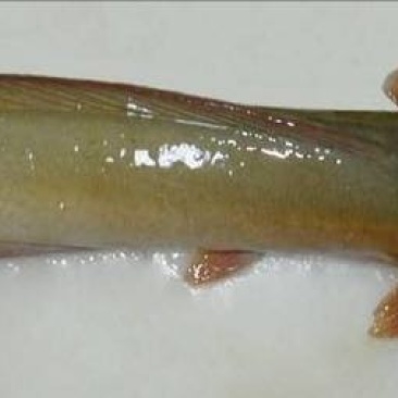怀头鲶食用