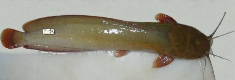 怀头鲶食用