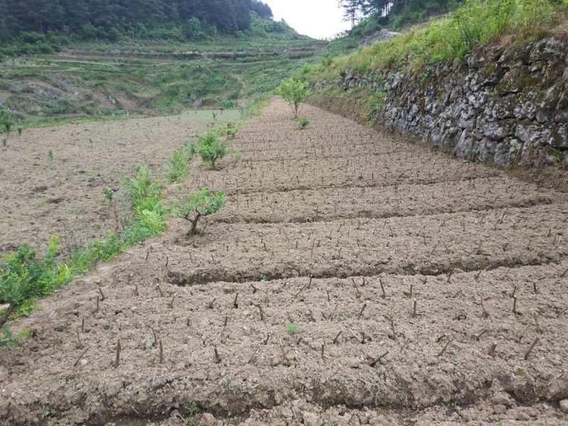 无籽刺梨苗酵素金刺梨苗生长快种下隔年就结果耐寒耐旱