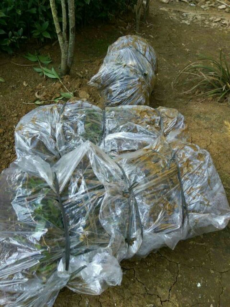 无籽刺梨苗酵素金刺梨苗生长快种下隔年就结果耐寒耐旱