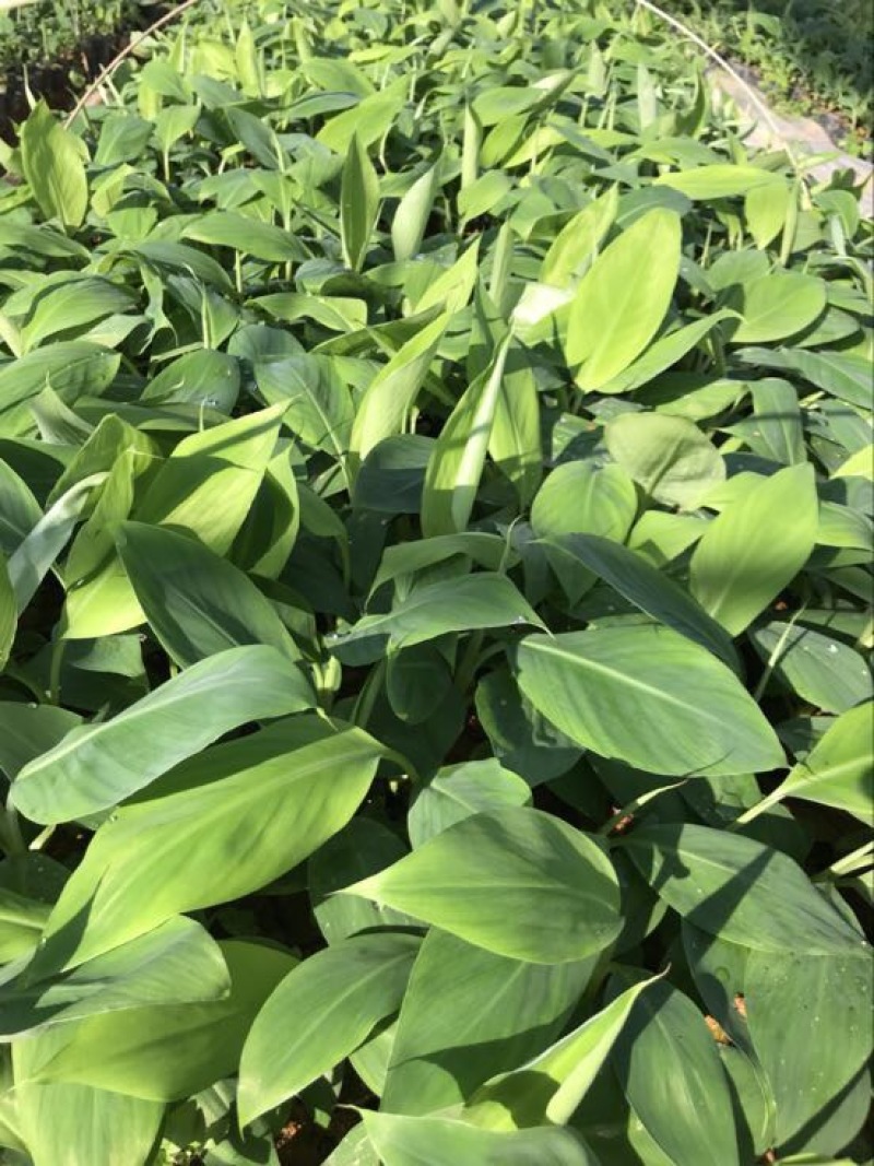 香蕉粉蕉育苗基地广粉金粉一号