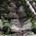 香蕉粉蕉育苗基地广粉金粉一号