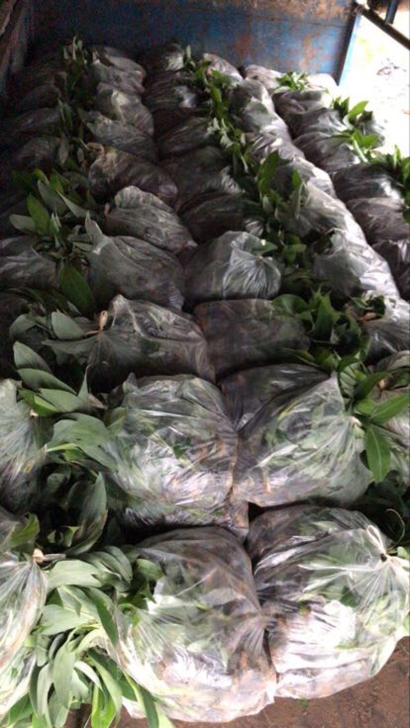 香蕉粉蕉育苗基地广粉金粉一号